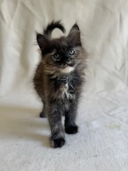 A young medium-sized female Domestic Long Hair cat named Fiona for adoption in Buffalo, MN
