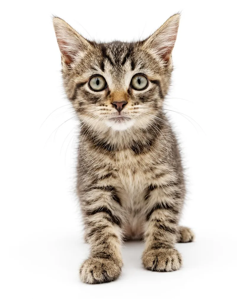 A baby small-sized female Tabby (Leopard / Spotted) Tabby cat named Marsha Marsha Marsha  for adoption in Bedford Hills, NY