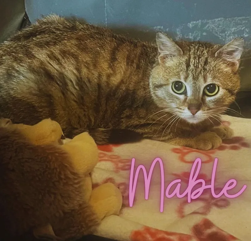 Mable