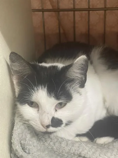 A young medium-sized female Domestic Short Hair cat named Bellatrix for adoption in Easton, MD