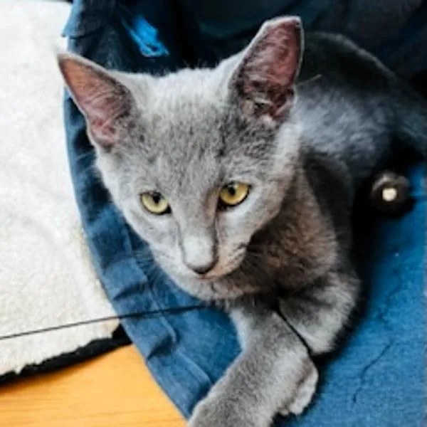 A baby small-sized male Domestic Medium Hair cat named Flint for adoption in Des Moines, IA