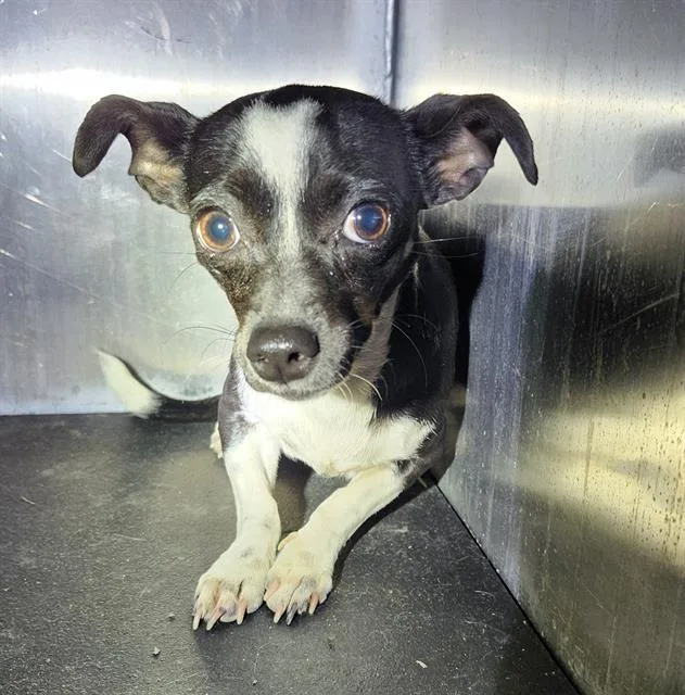 An adult small-sized female Chihuahua dog named Roxy for adoption in San Antonio, TX