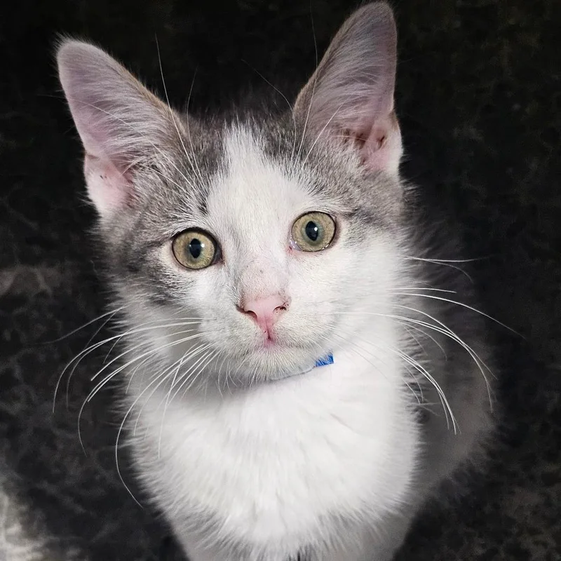 A baby small-sized male Gray / Blue / Silver Domestic Short Hair cat named Big Bopper for adoption in Corydon, IN