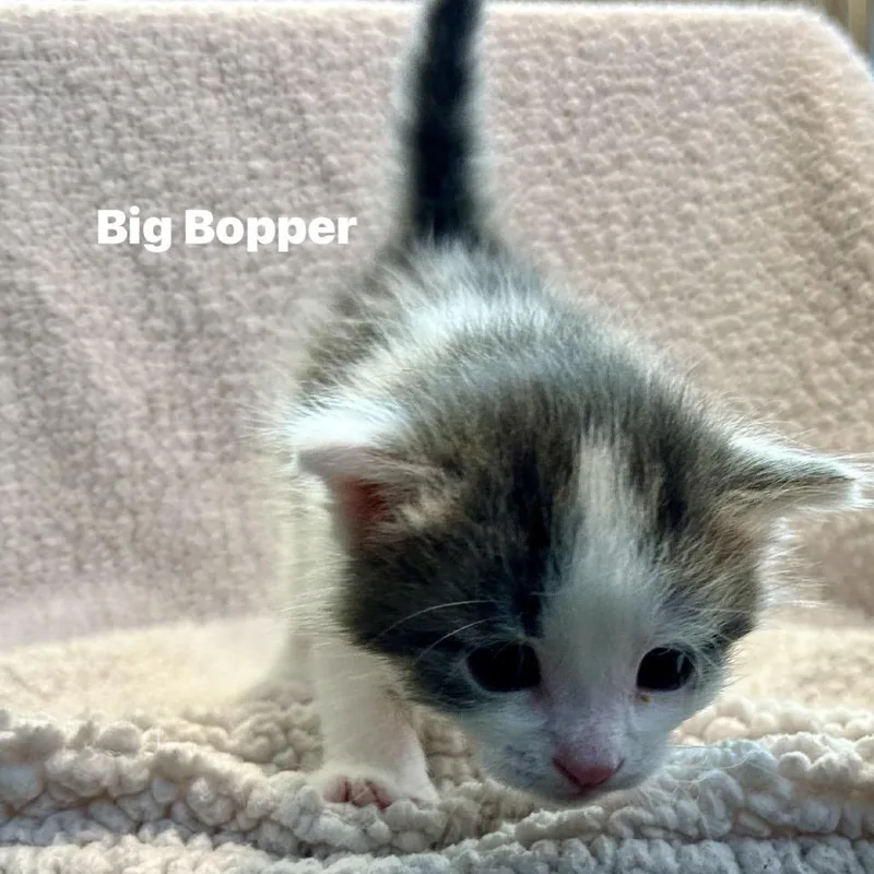 Big Bopper thumbnail 3