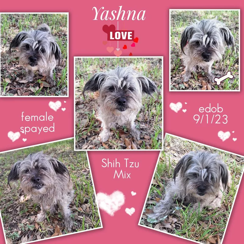 Yashna WAT thumbnail 4