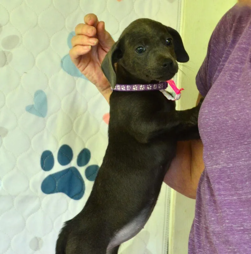 A baby medium-sized female Gray / Blue / Silver Hound dog named Ember for adoption in Willingboro, NJ
