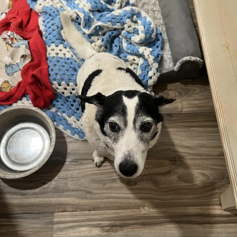 A senior small-sized female White / Cream Jack Russell Terrier dog named Rhoda for adoption in San Antonio, TX