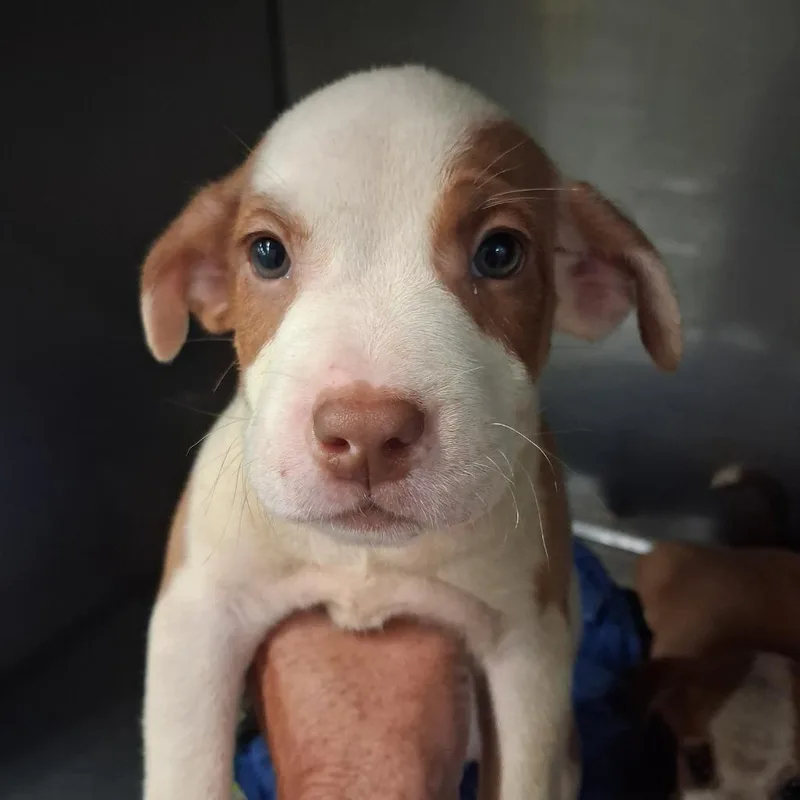 A baby medium-sized female Pit Bull Terrier dog named Francine for adoption in Gautier, MS