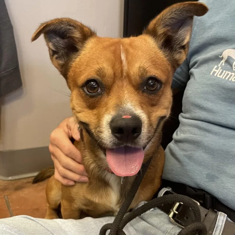 Handkerchief thumbnail 2