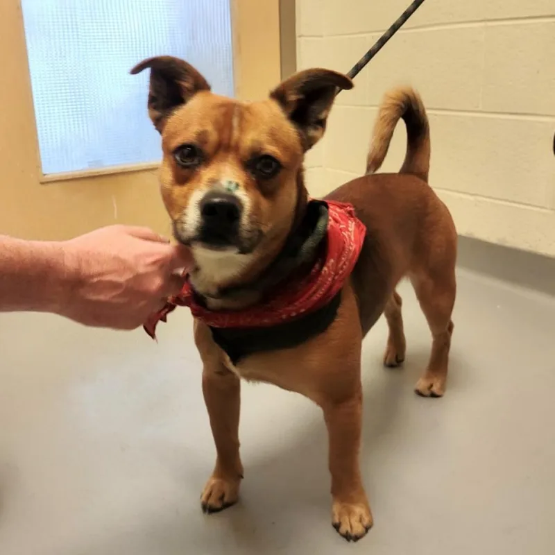 Handkerchief thumbnail 4