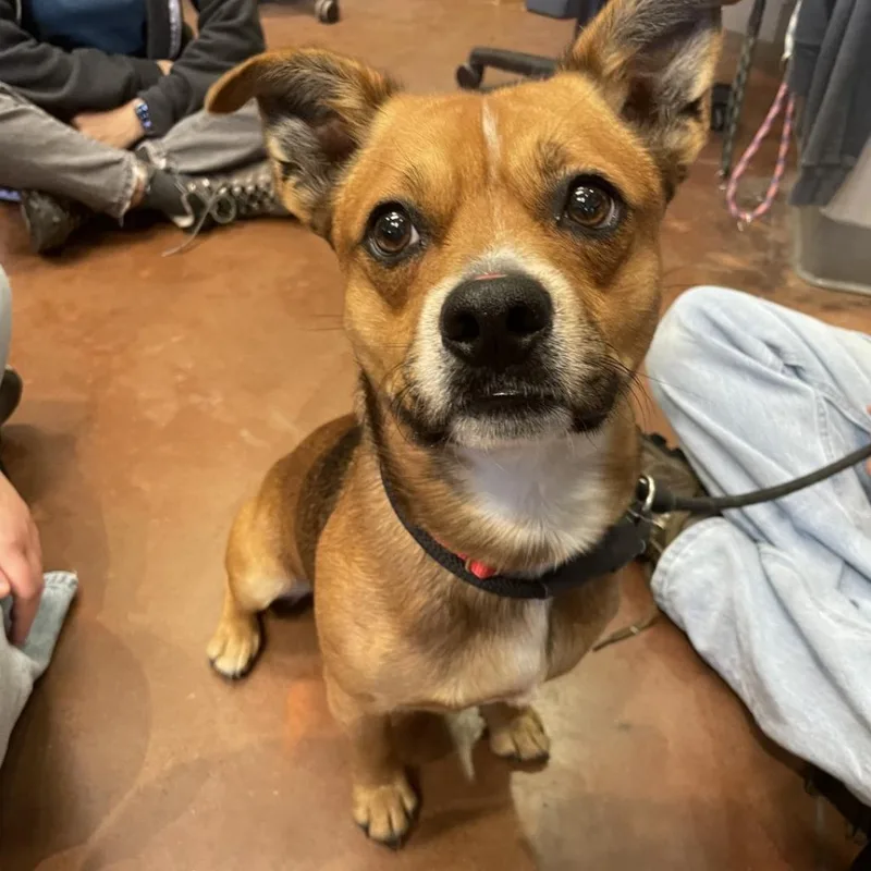 An adult medium-sized male Yellow / Tan / Blond / Fawn Mixed Breed dog named Handkerchief for adoption in Asheville, NC
