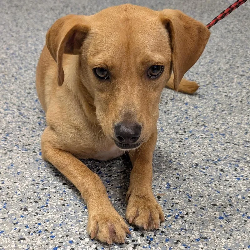 A young medium-sized male Yellow / Tan / Blond / Fawn Mixed Breed dog named Treble for adoption in Greenville, SC
