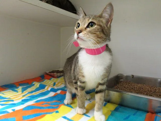 A baby small-sized female Domestic Short Hair cat named Baby for adoption in Oklahoma City, OK