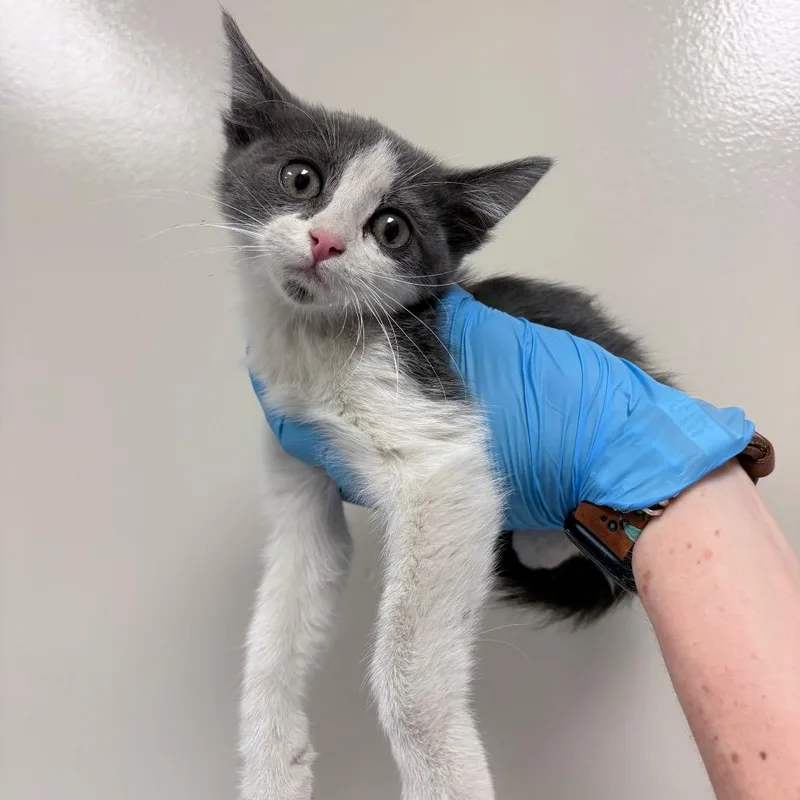 A baby small-sized male Gray / Blue / Silver Domestic Medium Hair cat named Count Catula for adoption in Reno, NV