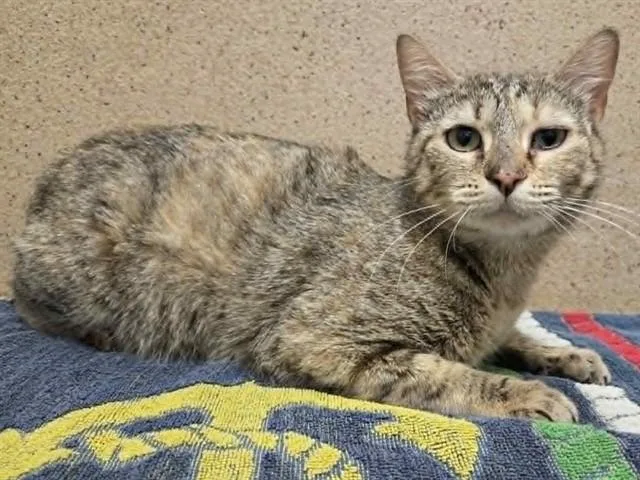 An adult medium-sized female Domestic Short Hair cat named Marguerite for adoption in Sacramento, CA