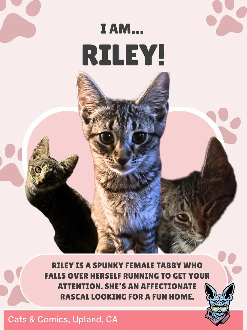 A baby small-sized female Domestic Short Hair cat named Riley for adoption in chino, CA