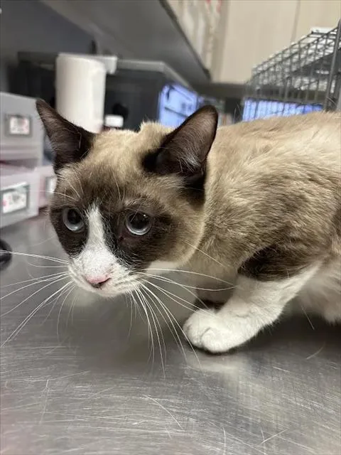 A young medium-sized female Siamese cat named Raccoon for adoption in Las Vegas, NV