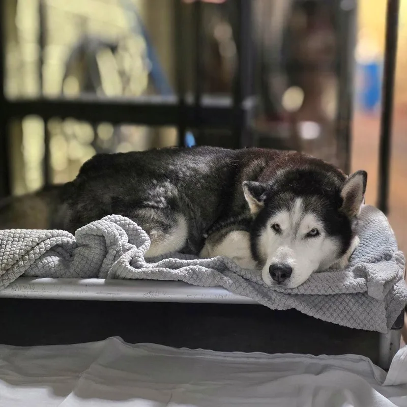 A young large-sized male Husky dog named MaximusLoki for adoption in Port Charlotte, FL