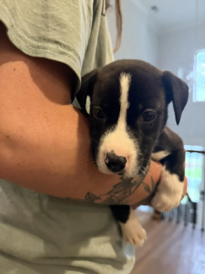 A baby medium-sized male Black Border Collie dog named Scout for adoption in Pelham, AL