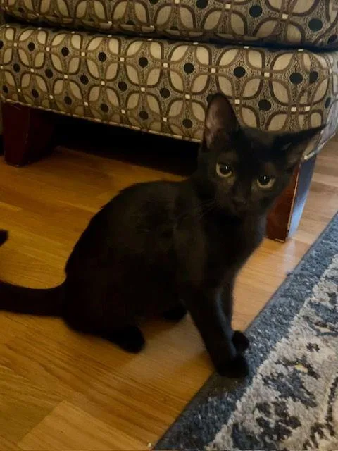 A baby medium-sized female Black Domestic Short Hair cat named Becca for adoption in Lake Orion, MI