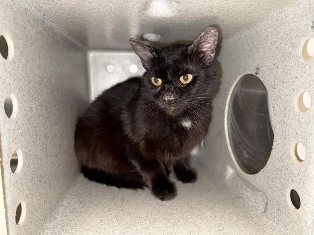 An adult large-sized female Domestic Short Hair cat named Lucii for adoption in Antioch, CA