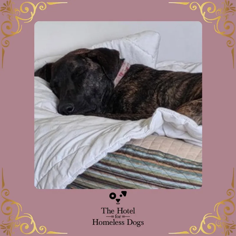 An adult large-sized female Brindle American Staffordshire Terrier dog named Toni for adoption in Cumberland, RI