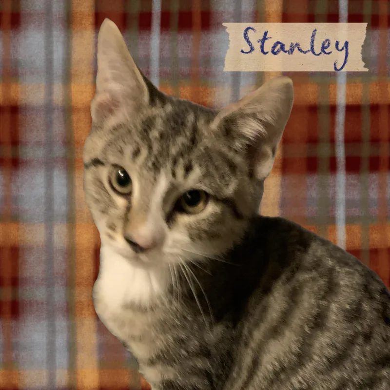 A baby medium-sized male Tabby (Brown / Chocolate) Domestic Short Hair cat named Stanley for adoption in Turnersville, NJ