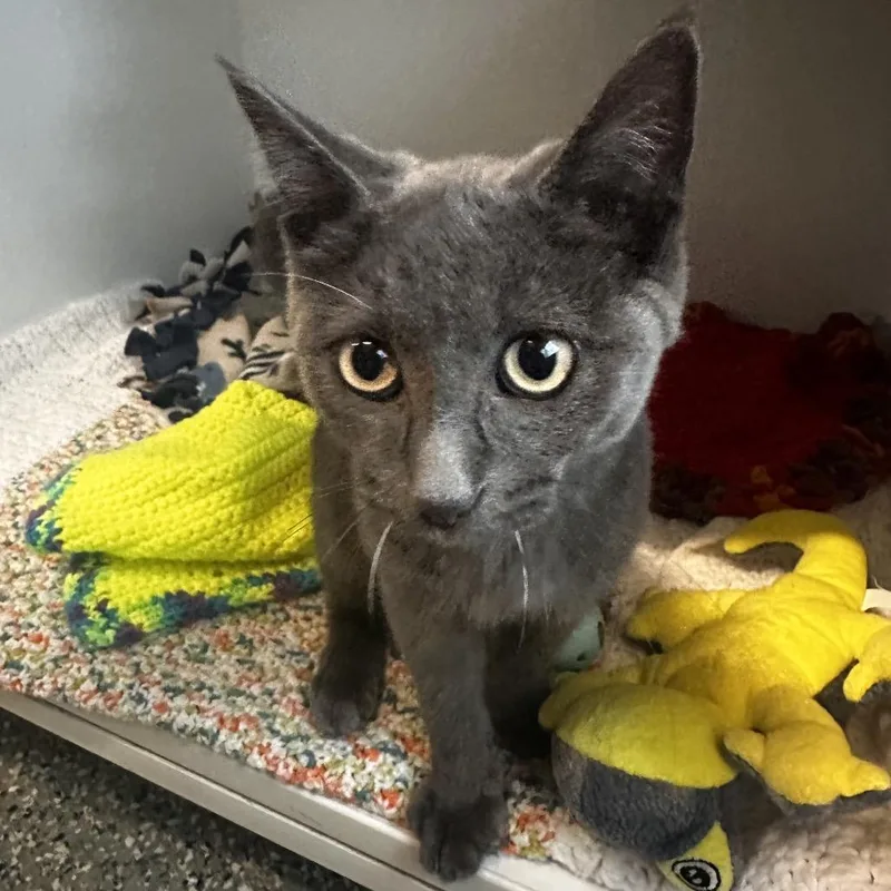 A baby small-sized male Gray / Blue / Silver Domestic Short Hair cat named Starman for adoption in Dearborn, MI