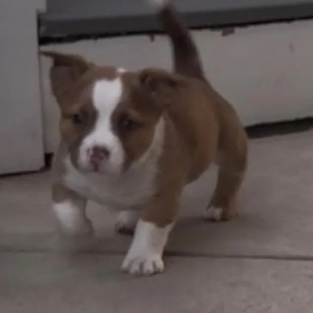 A baby small-sized male Yellow / Tan / Blond / Fawn Mixed Breed dog named Kenan for adoption in Fredericksburg, VA