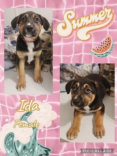 A baby medium-sized female Australian Shepherd dog named Ida for adoption in Manchester, CT