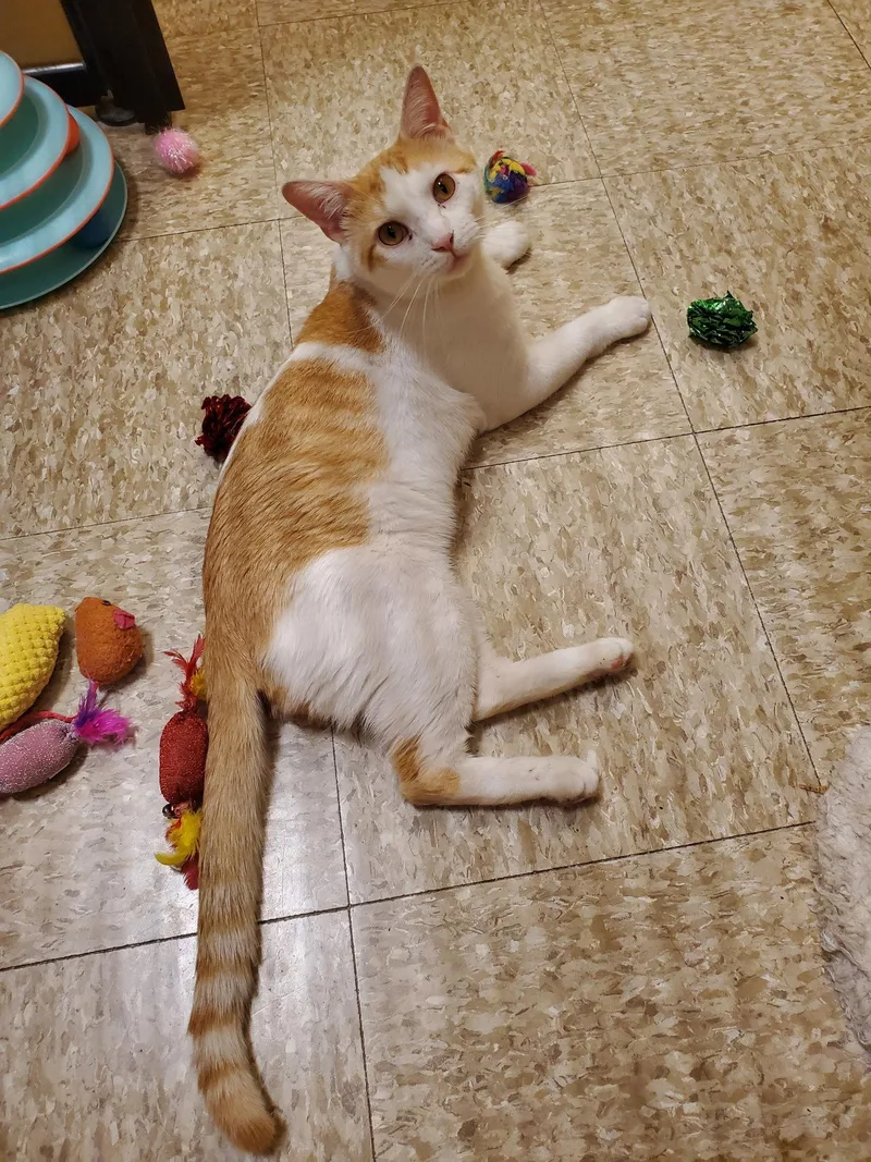 An adult medium-sized male Orange / Red Domestic Short Hair cat named Leo for adoption in Yardley, PA