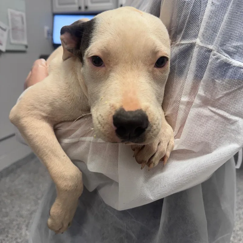 A baby small-sized male White / Cream Mixed Breed dog named Grady for adoption in Greenville, SC