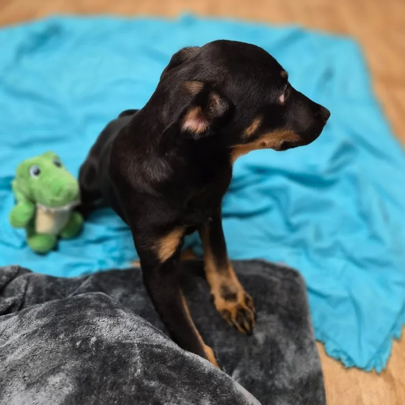 A baby medium-sized female Black Mixed Breed dog named Delilah for adoption in Woodstock, IL