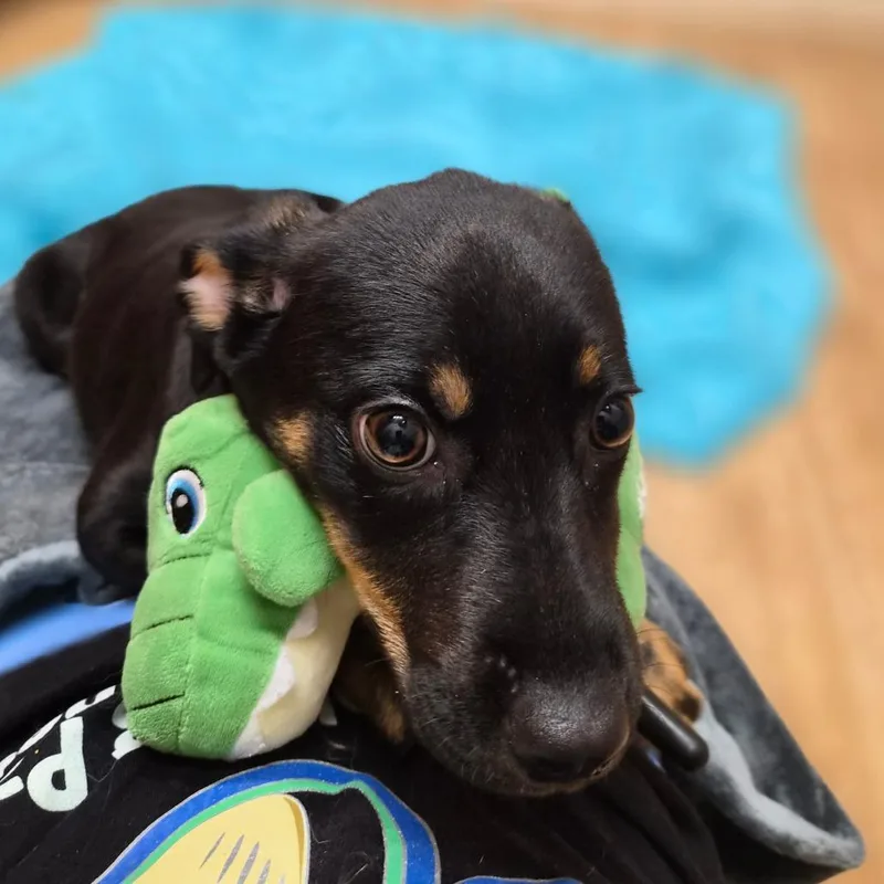 Delilah thumbnail 6