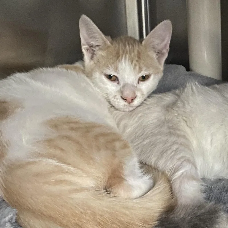 A baby small-sized male Orange / Red Domestic Short Hair cat named Khonshu for adoption in Grand Rapids, MI