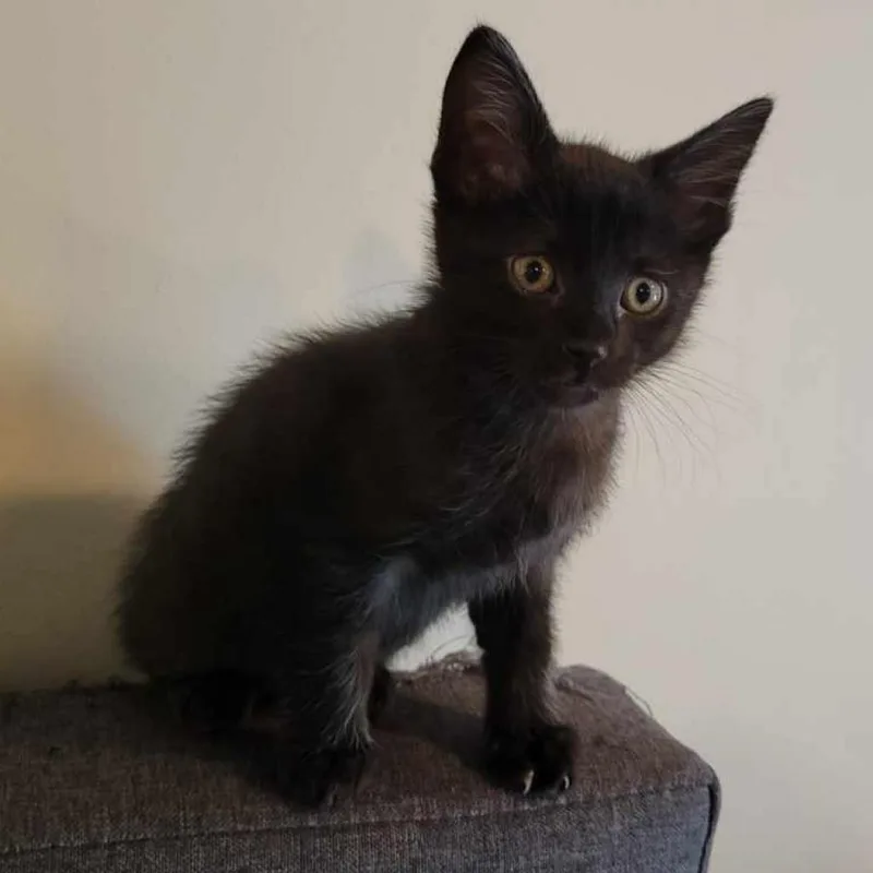 An adult medium-sized male Black Domestic Short Hair cat named Crobat for adoption in Houston, TX