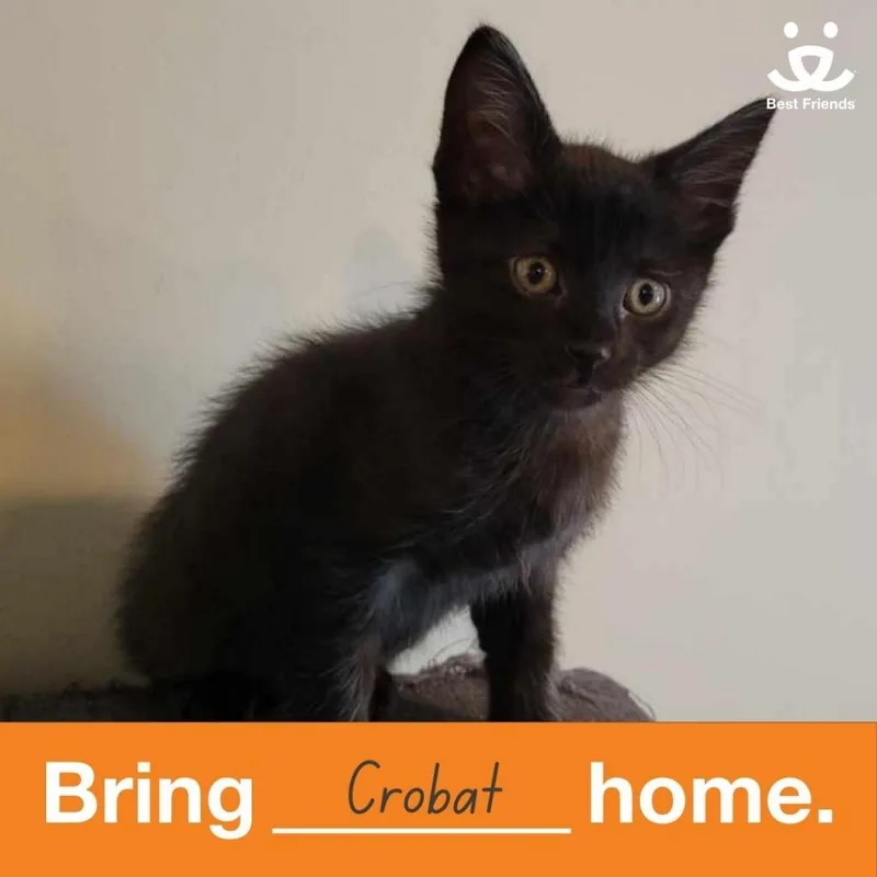 Crobat thumbnail 2