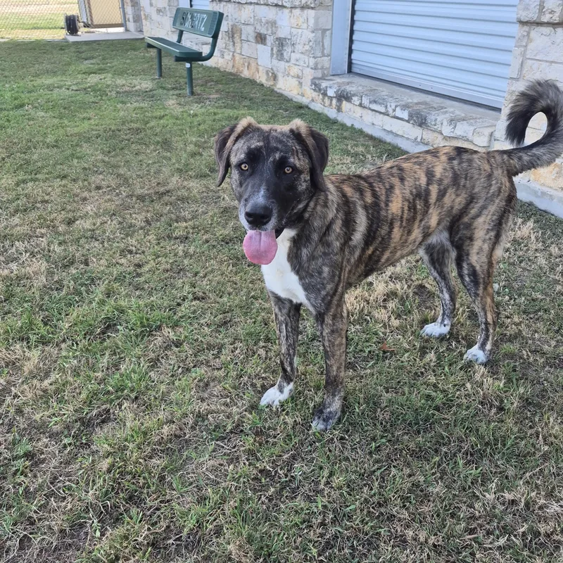 Hazelnut thumbnail 3