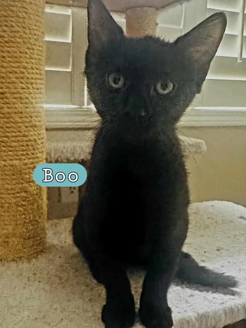 A young medium-sized male Black Domestic Short Hair cat named Boo for adoption in Wilmington, NC