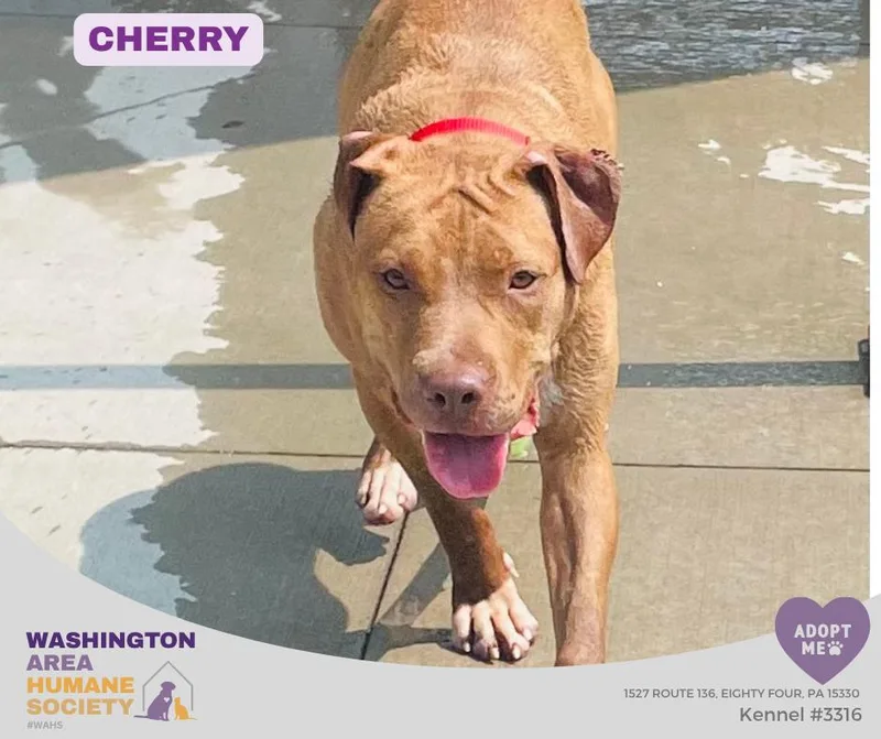 A young medium-sized female Red / Chestnut / Orange Pit Bull Terrier dog named Cherry for adoption in Eighty Four, PA