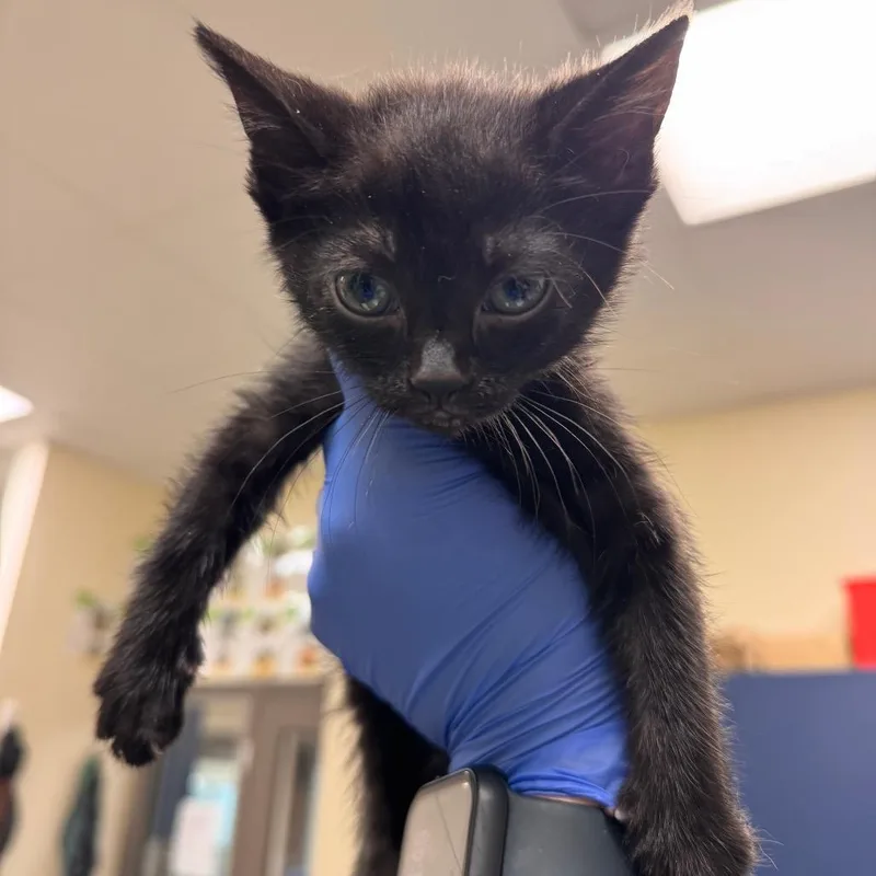A baby small-sized female Black Domestic Short Hair cat named Rolle for adoption in Lynchburg, VA