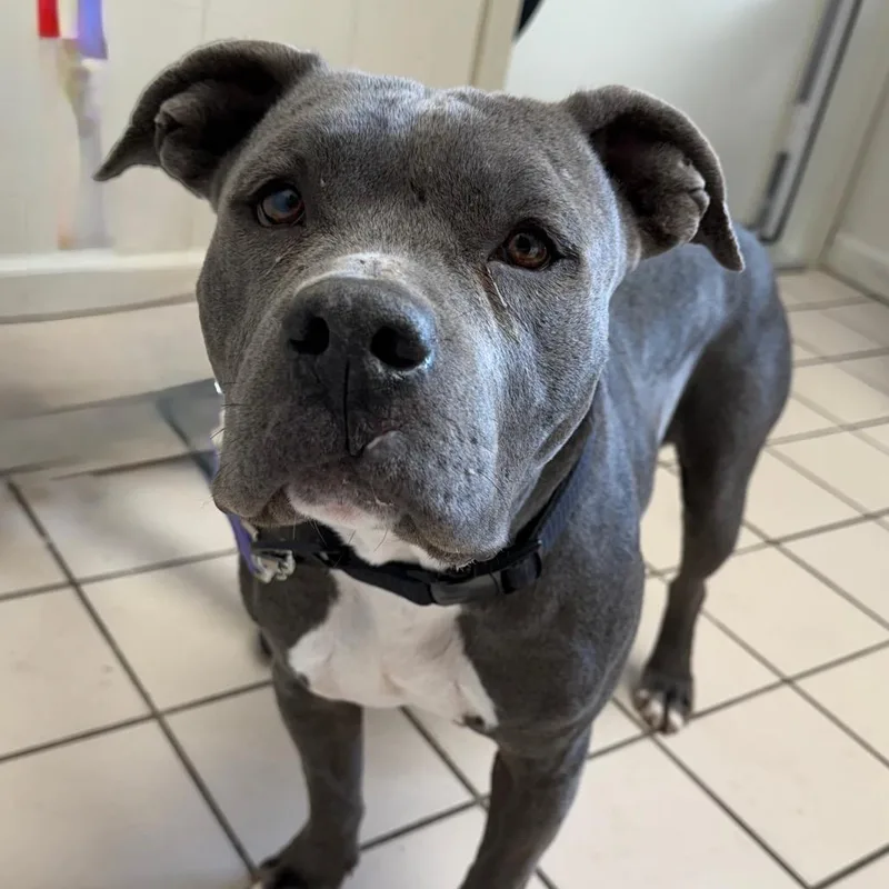 An adult medium-sized female Pit Bull Terrier dog named Iris for adoption in Tuscaloosa, AL