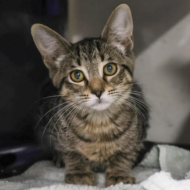 A baby small-sized female Brown / Chocolate Domestic Short Hair cat named Kev for adoption in Los Angeles, CA