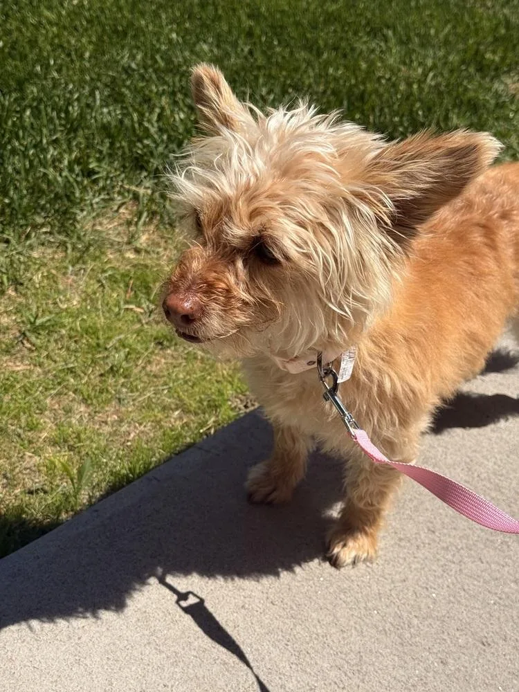 An adult small-sized female Yorkshire Terrier dog named Lucy for adoption in Aurora, CO
