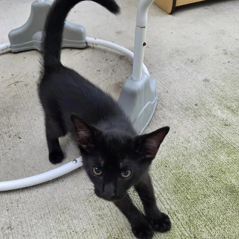 A baby medium-sized male Black Domestic Short Hair cat named Binx for adoption in Tampa, FL