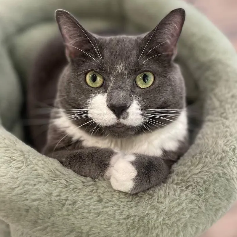 An adult large-sized female Gray / Blue / Silver Domestic Short Hair cat named Lola for adoption in Wantagh, NY