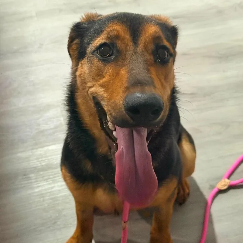 A young medium-sized female Brown / Chocolate Shepherd dog named Nubbins for adoption in Columbia Station, OH