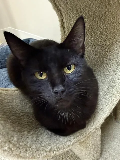 An adult medium-sized female Black Domestic Short Hair cat named Jasmine for adoption in Medina, OH