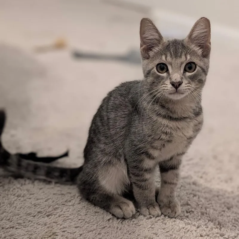 A baby small-sized male Gray / Blue / Silver Domestic Short Hair cat named George for adoption in Raleigh, NC
