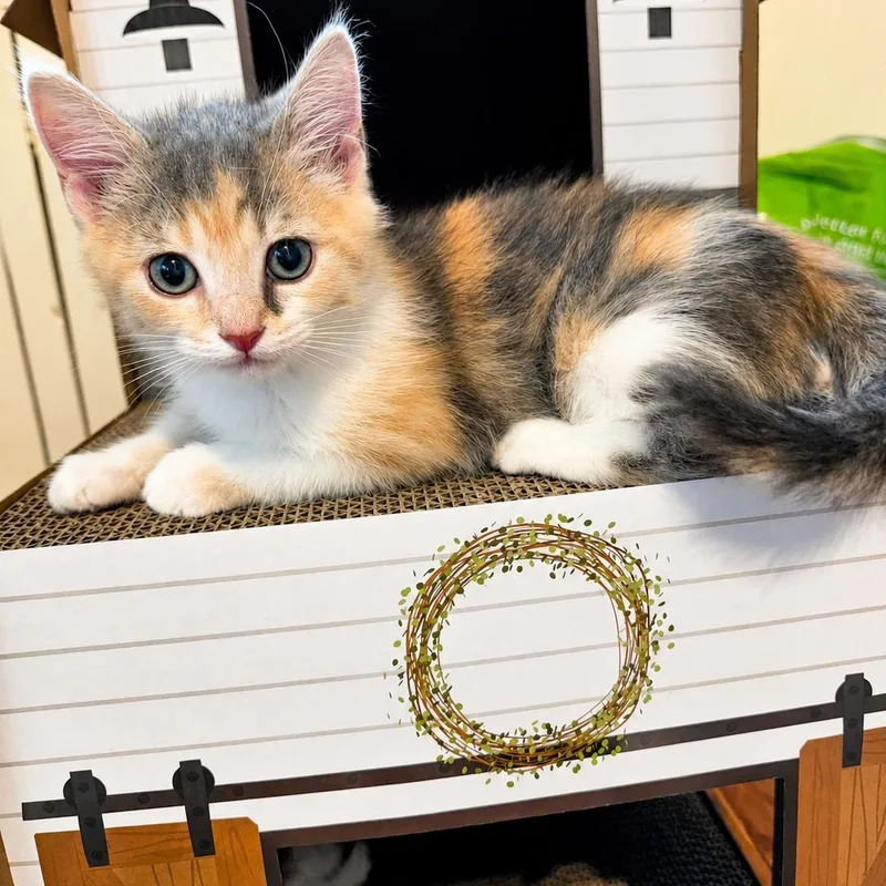 A baby small-sized female Domestic Short Hair cat named Queen Anne Chonk for adoption in Fairfax Station, VA